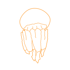 Animals Jellyfish Barrel Jellyfish Line Tracing Svg Vector, Free Vectors File